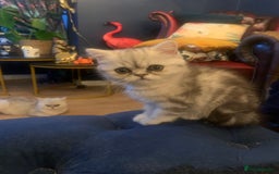 Exotic cats for sale: Exotic short hair kittens  in Church Stretton - Image 18