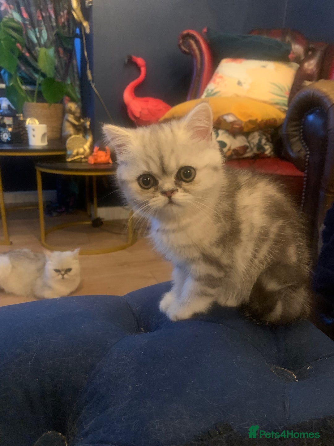 Exotic cats for sale: Exotic short hair kittens  in Church Stretton - Image 18