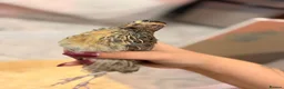 Quail poultry for sale: 4x female Coturnix quail.  - Advert 5