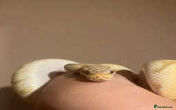 Python Snake reptiles for sale: Cyril the banana ball python - Image 1