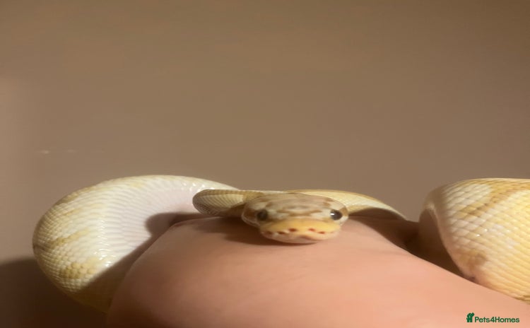 Python Snake reptiles - Advert 2