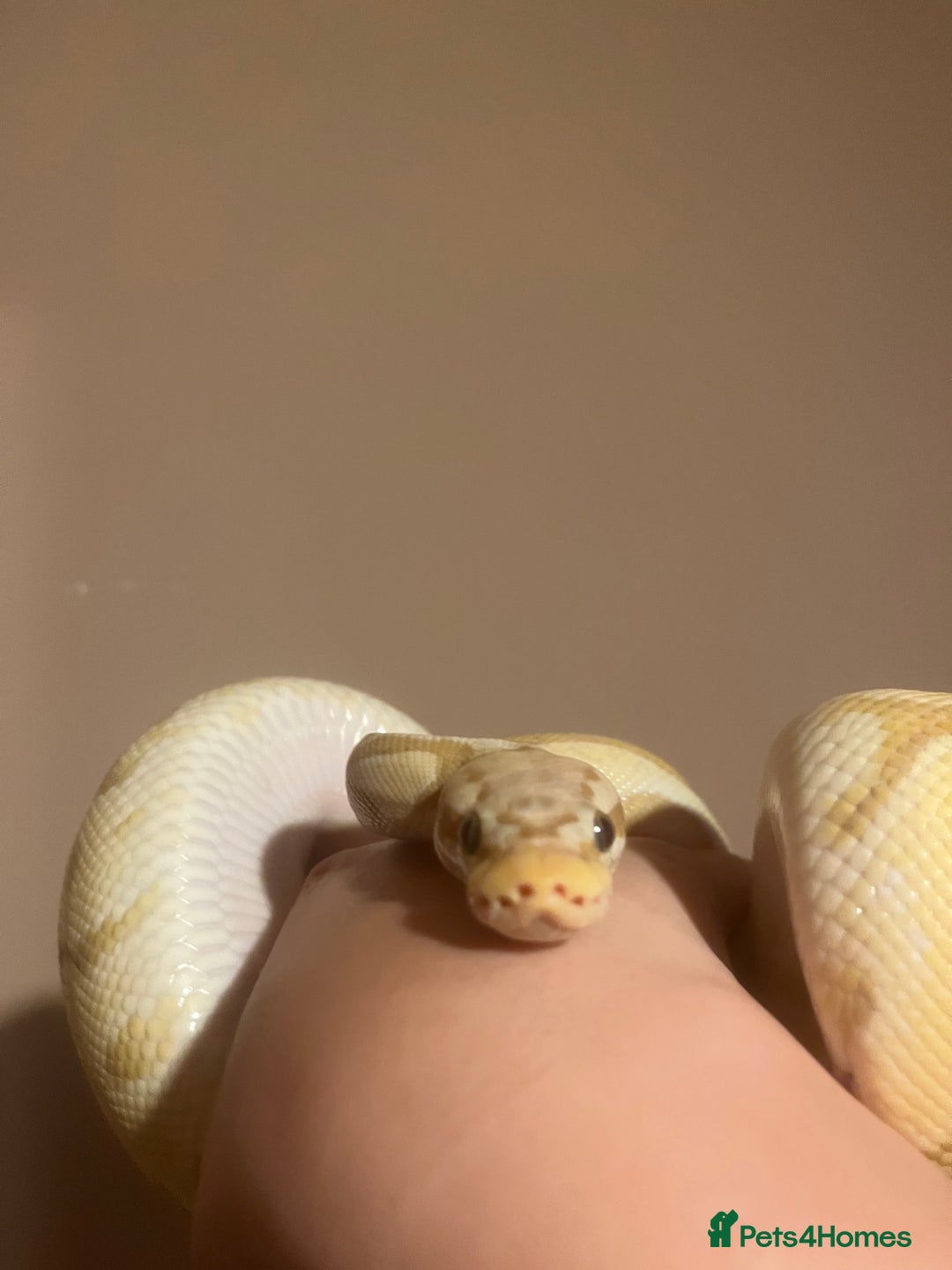 Python Snake reptiles for sale: Cyril the banana ball python - Image 1