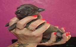 Italian Greyhound dogs for sale: KC regist. Beautiful Italian Greyhound  - Image 3