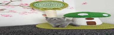 British Shorthair Kitten 4