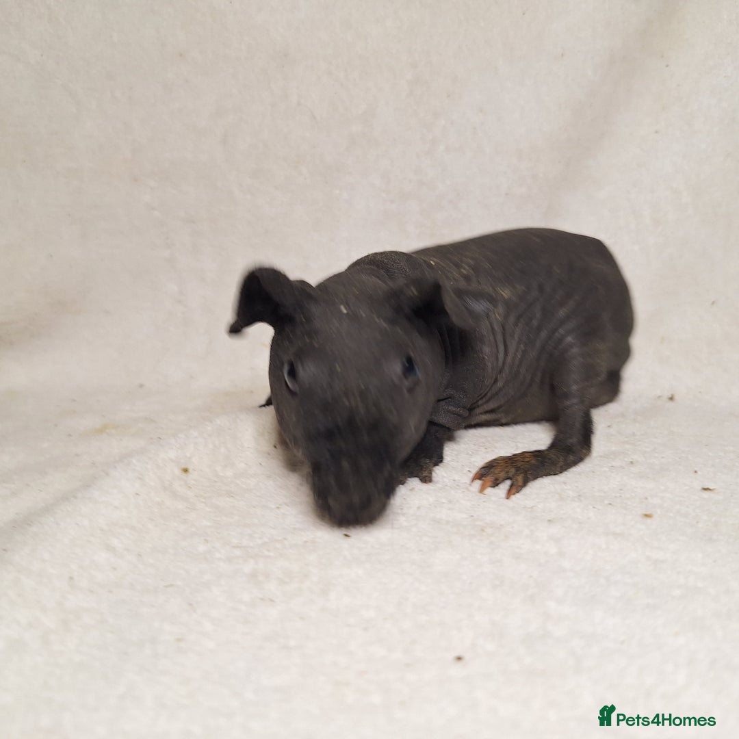 Guinea Pig rodents for sale: Skinny pig boys - Image 5