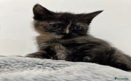 Ragdoll cats for sale: URGENT Ragdoll kittens x4 ready this week - Image 11