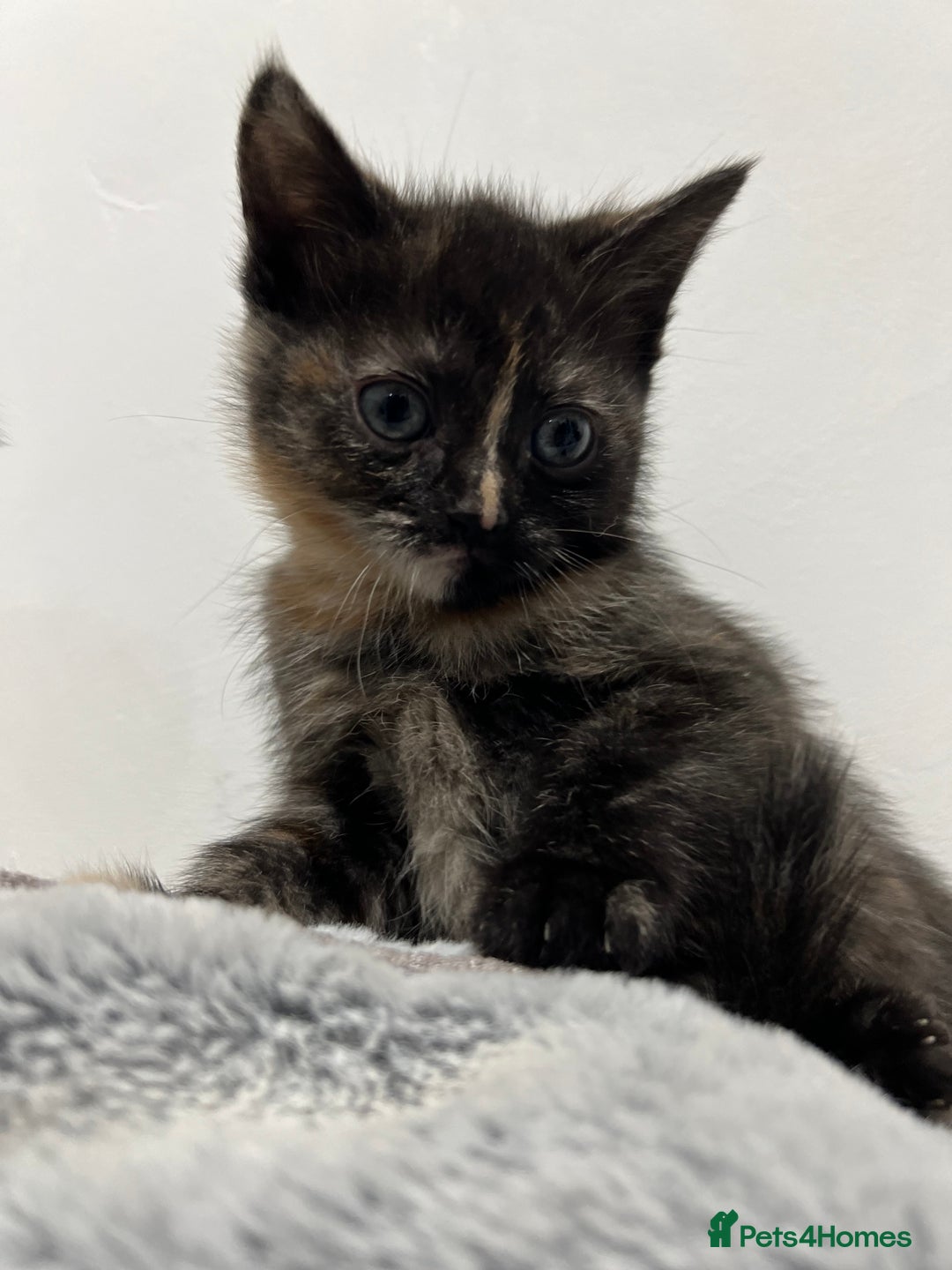 Ragdoll cats for sale: URGENT Ragdoll kittens x4 ready this week - Image 11