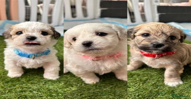 Mixed Breed dogs - Advert 1