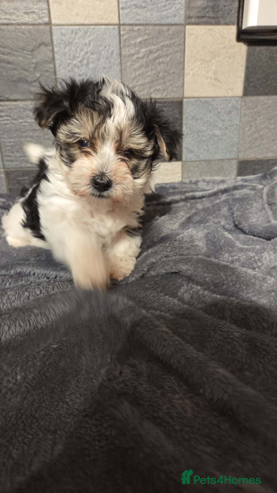 Yorkshire Terrier dogs for sale: Yorkshire terrier biewer puppies  - Advert 5