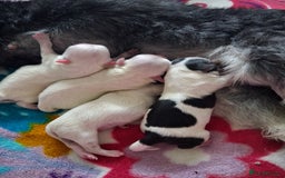 Mixed Breed dogs for sale:  Maltipoo Puppies – 4 Boys Ready to Reserve💙 - Image 4
