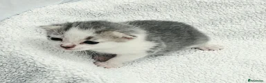 Sven