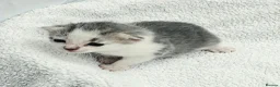 Mixed Breed cats for sale: Gorgeous Kittens for Sale - Advert 23