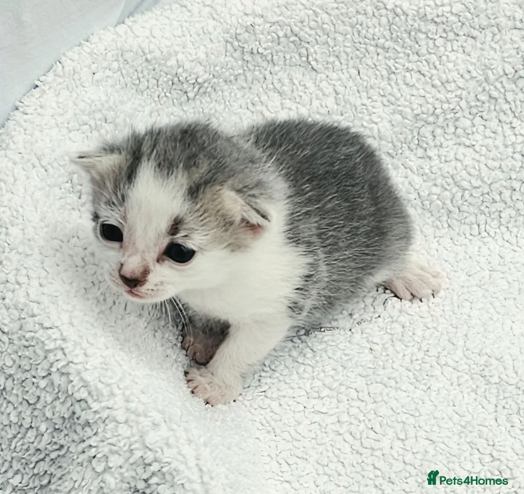 Mixed Breed cats for sale: Gorgeous Kittens for Sale - Advert 23
