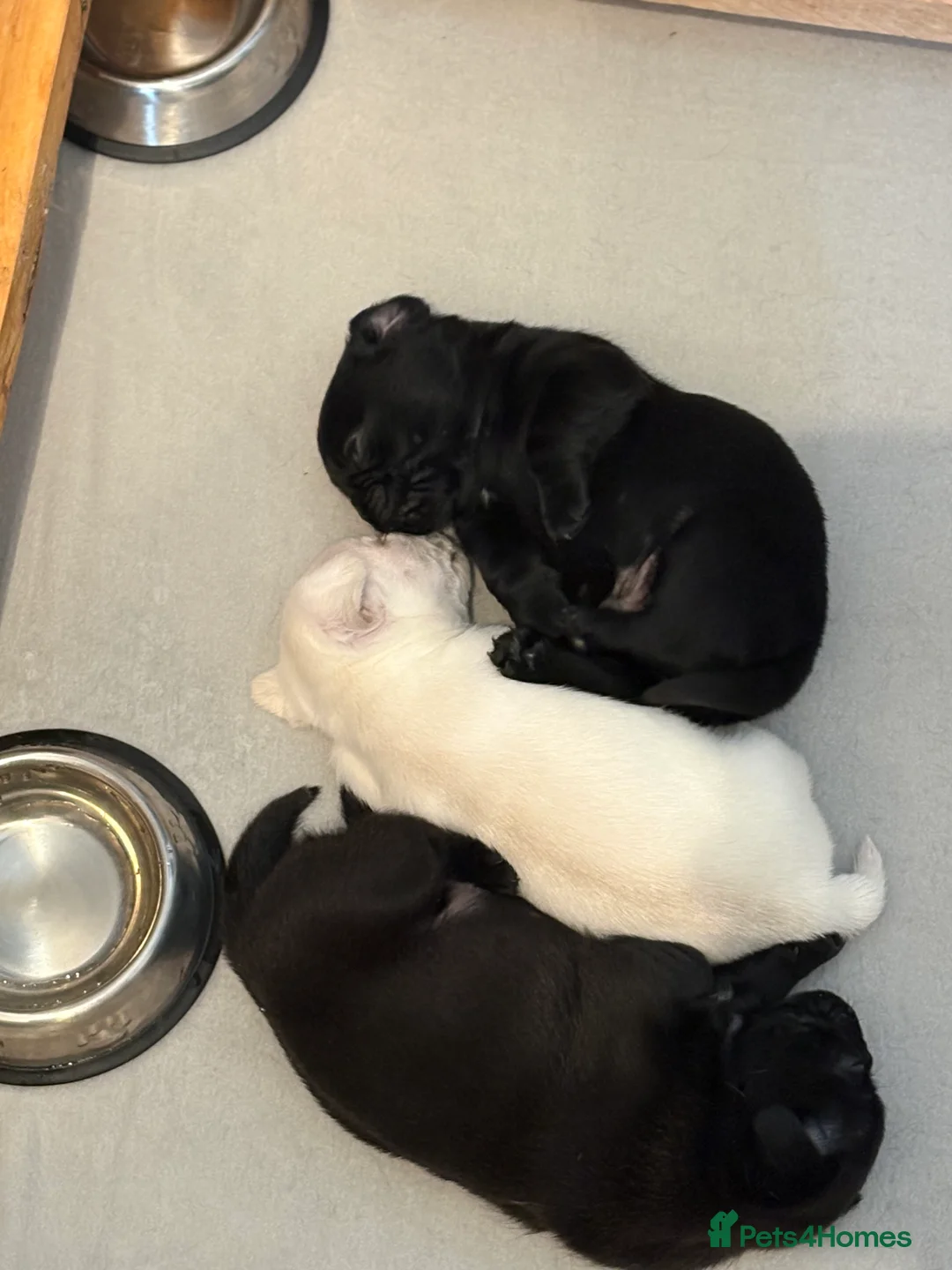 Pug dogs for sale: 3 gorgeous pug puppies - Advert 3