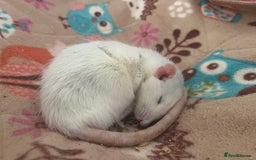 Rat rodents for sale: Roan/Husky boys for sale! - Image 9