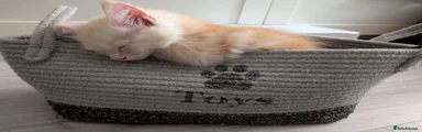 Benny 