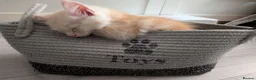 Maine Coon cats for sale: Maine Coons kittens  - Advert 13
