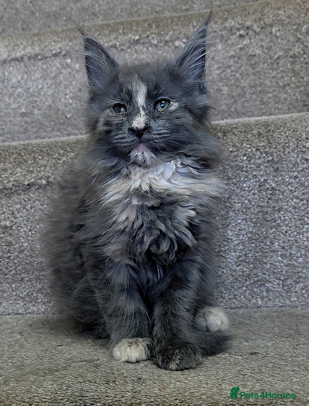 Mixed Breed cats for sale: Female Maine Coon X British Short Hair - Advert 2