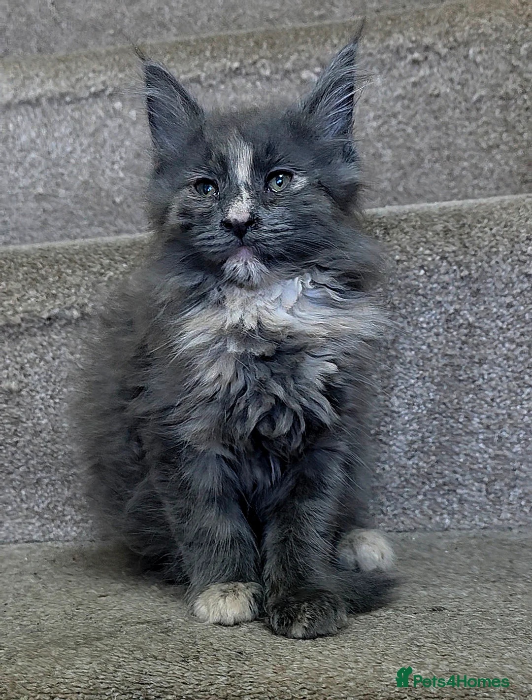 Mixed Breed cats for sale: Female Maine Coon X British Short Hair - Advert 1