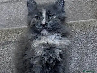 Mixed Breed cats for sale: Female Maine Coon X British Short Hair - Advert 2