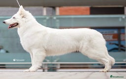 White Swiss Shepherd dogs for sale: KC World Champion Line White Swiss Shepherds - Image 4