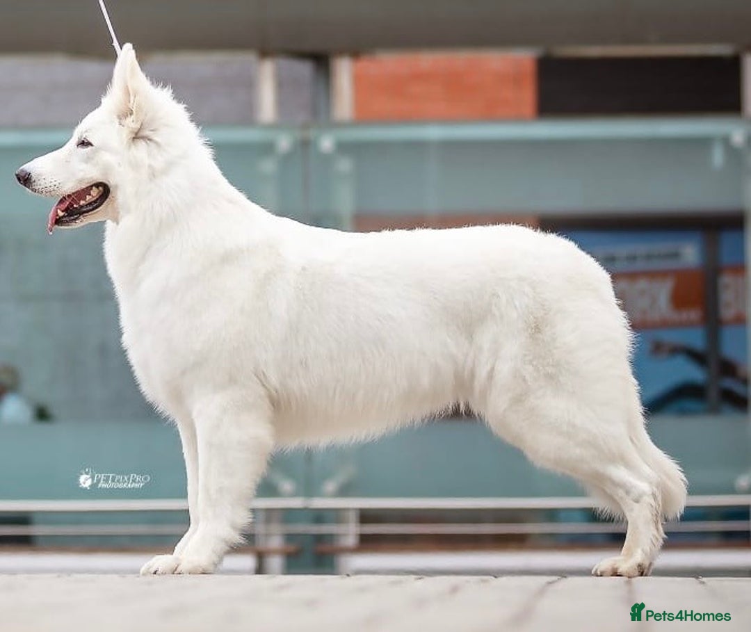 White Swiss Shepherd dogs for sale: KC World Champion Line White Swiss Shepherds - Image 4