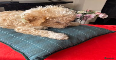 Shihpoo dogs - Advert 11