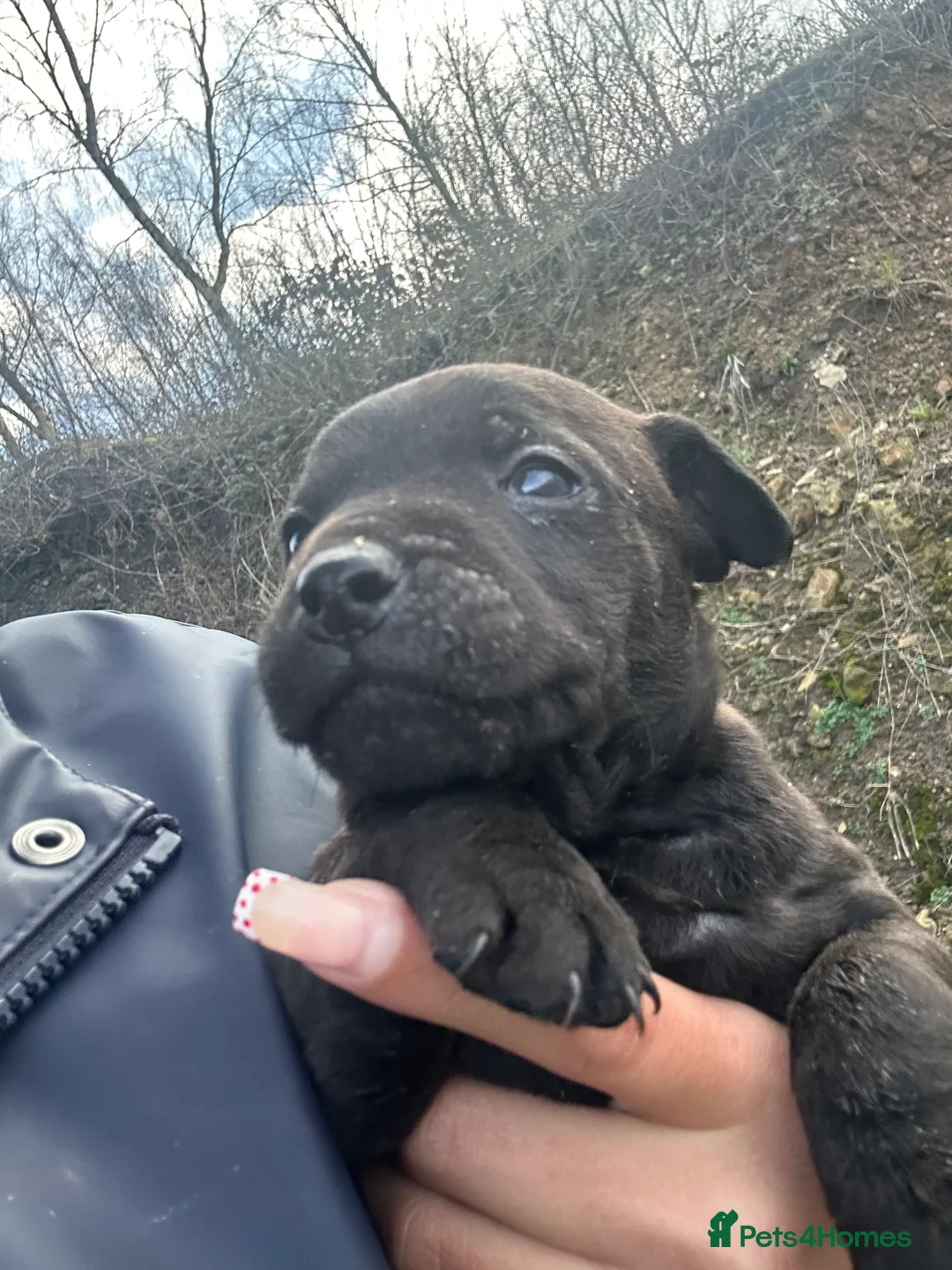 Patterdale Terrier dogs for sale: Stunning Patterdale pups  - Advert 11
