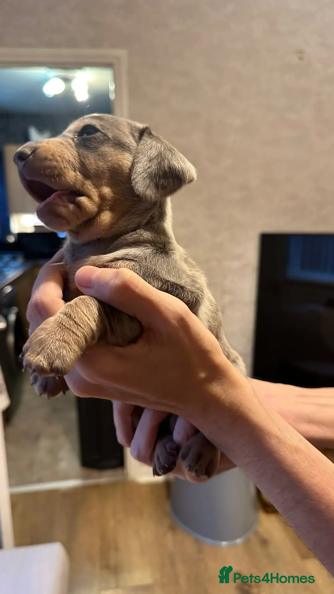 Dachshund dogs for sale: Beautiful dachshund puppies - Advert 11