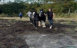Irish Cob horses for sale: For sale 4 years mare - Image 5