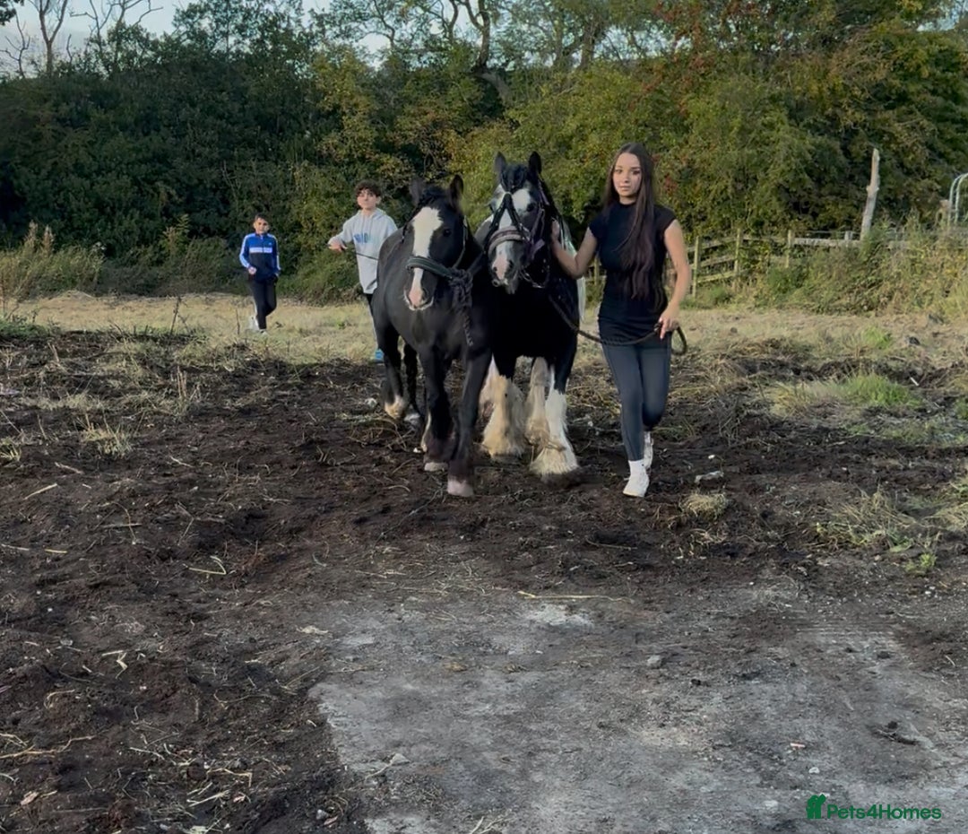 Irish Cob horses for sale: For sale 4 years mare - Image 5
