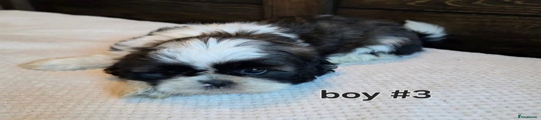 Shih Tzu Puppy 3