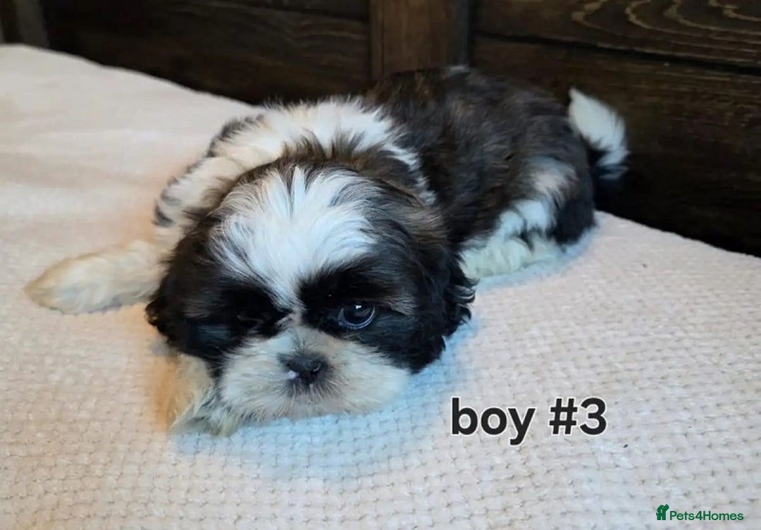 Shih Tzu dogs for sale: Few shih tzu's - Image 5