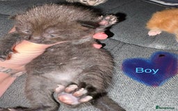 British Shorthair cats for sale: 4 beautiful kittens for sale - Image 4
