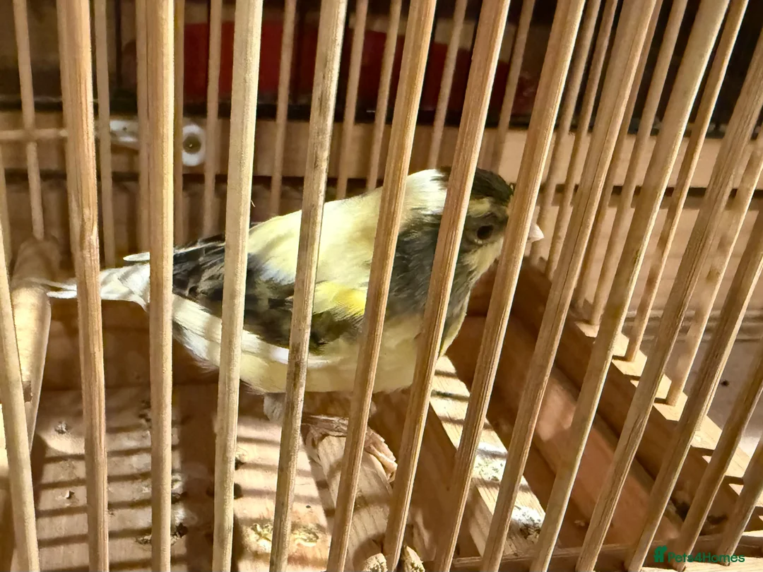 Canaries birds for sale: Canaries  - Advert 7