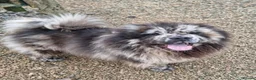 Mixed Breed dogs for sale: Adorable Male Puppy chow chow / husky 💕 - Advert 6