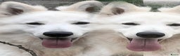 White Swiss Shepherd dogs for stud: Benny fully Health Tested White Swiss Shepherd in Wisbech - Advert 6