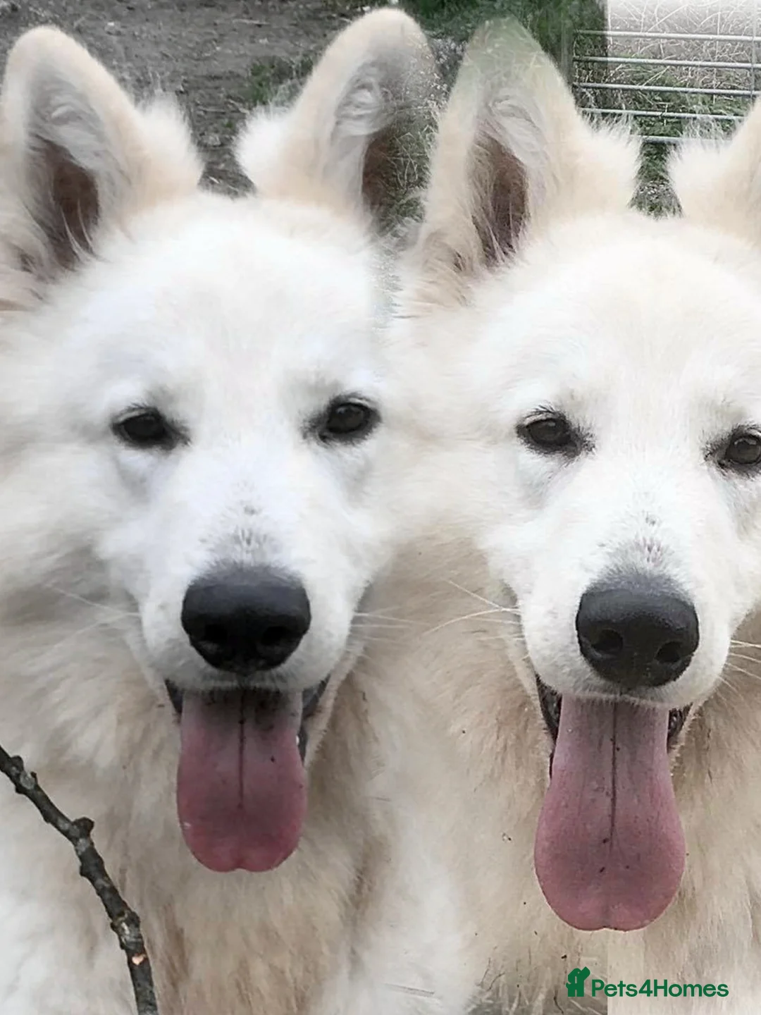 White Swiss Shepherd dogs for stud: Benny fully Health Tested White Swiss Shepherd in Wisbech - Advert 6