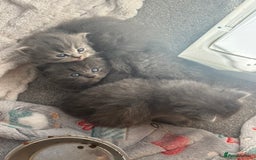 Mixed Breed cats for sale: Beautiful half Persian kittens - Image 9