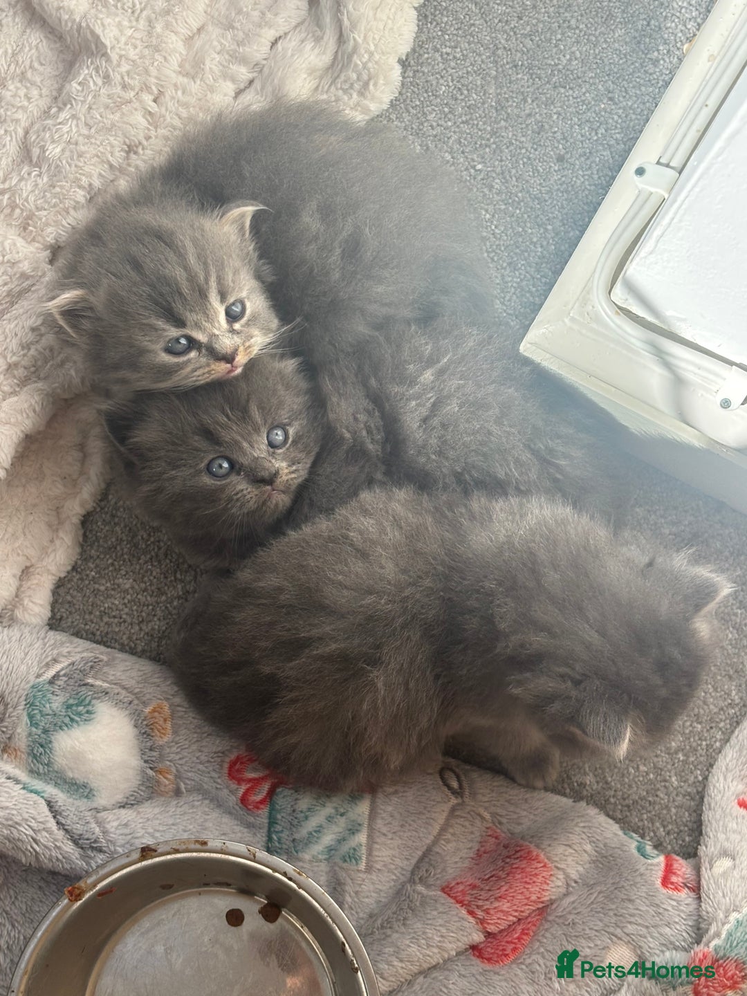 Mixed Breed cats for sale: Beautiful half Persian kittens - Image 9