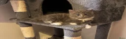 British Longhair cats for sale: 5 stunning kittens  - Advert 16