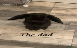 Mini Lop rabbits for sale: Mini lop rabbits - Image 2