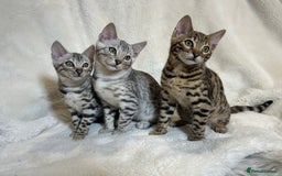 Bengal cats for sale: Bangal Kittens  - Image 14