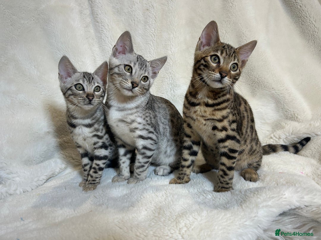 Bengal cats for sale: Bangal Kittens  - Image 14