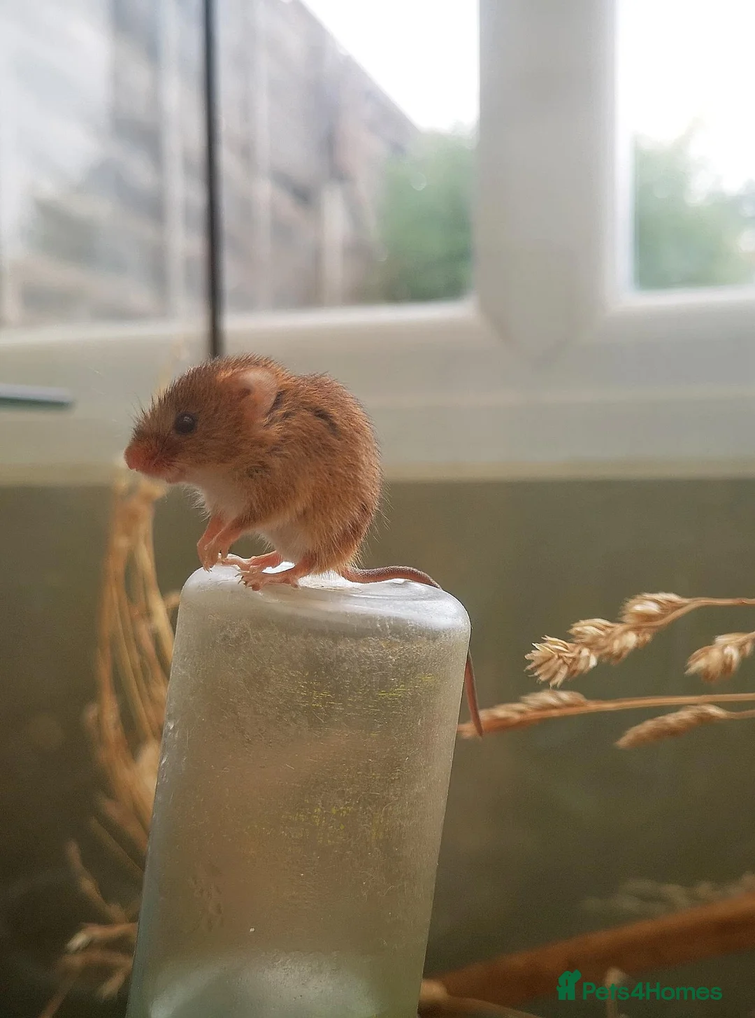 Mouse rodents for sale: Harvest mice  - Advert 2