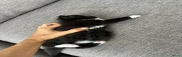Mixed Breed cats for sale: Gorgeous black kittens - Advert 6