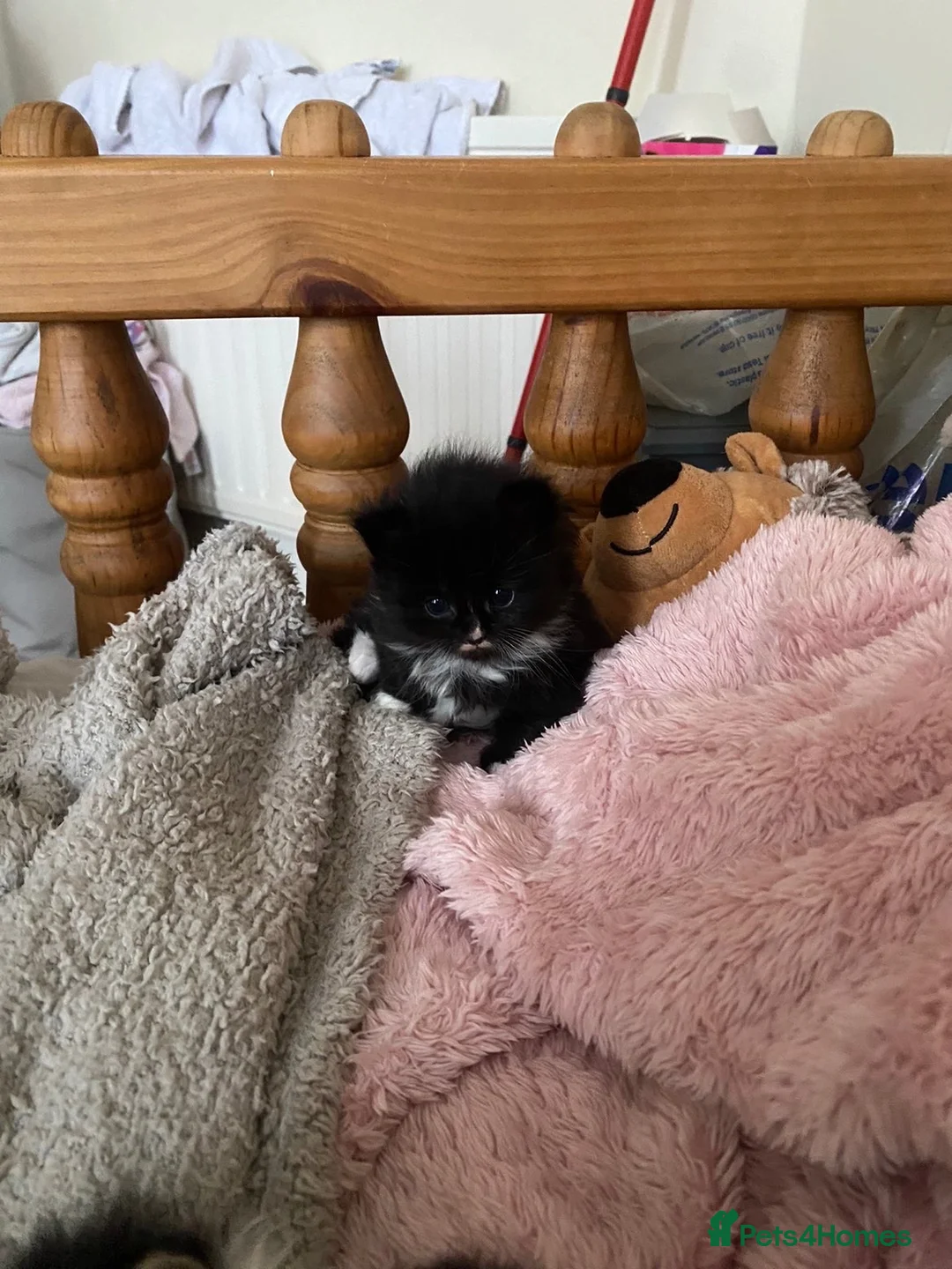 British Shorthair cats for sale: 12 week old female kitten cute and friendly  - Advert 3