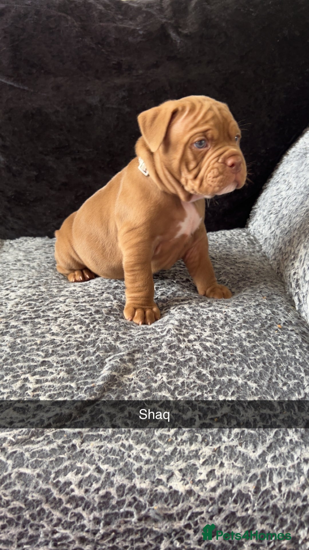 American Bully dogs for sale: Stunning pocket bullie’s  - Image 27