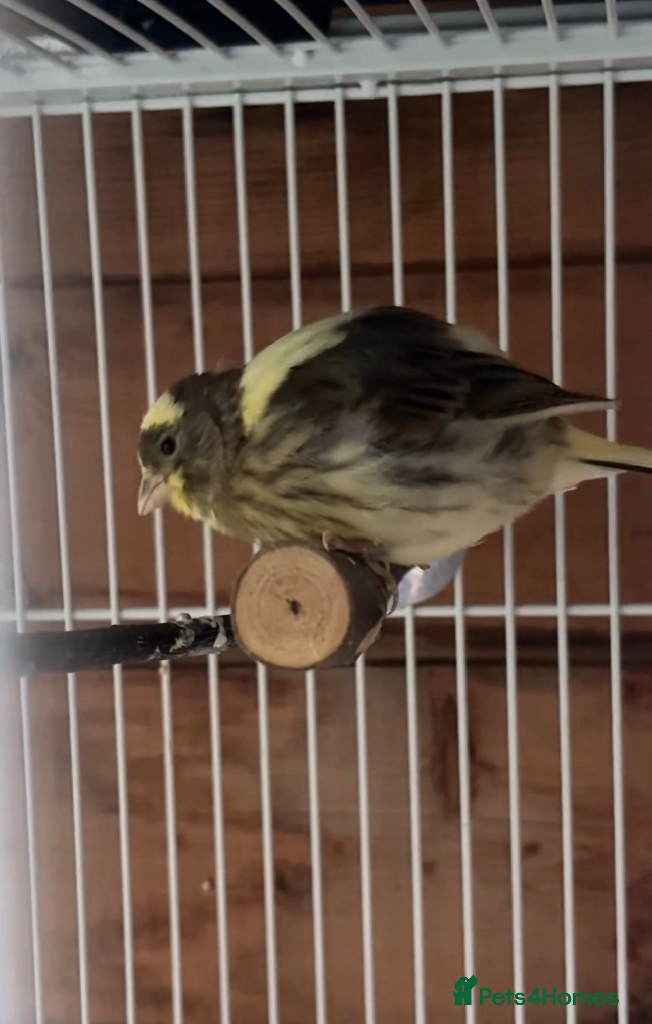 Canaries birds Chicks and 1 year old hens  - Advert 4