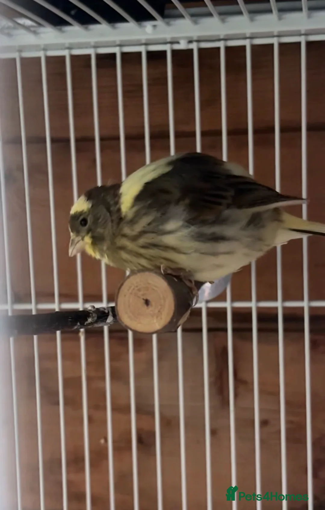 Canaries birds for sale: Chicks and 1 year old hens  - Advert 1